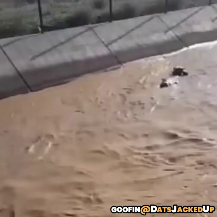 Cow being swept away by floodwaters saved by a bro with some serious heavy equipment skills 💪