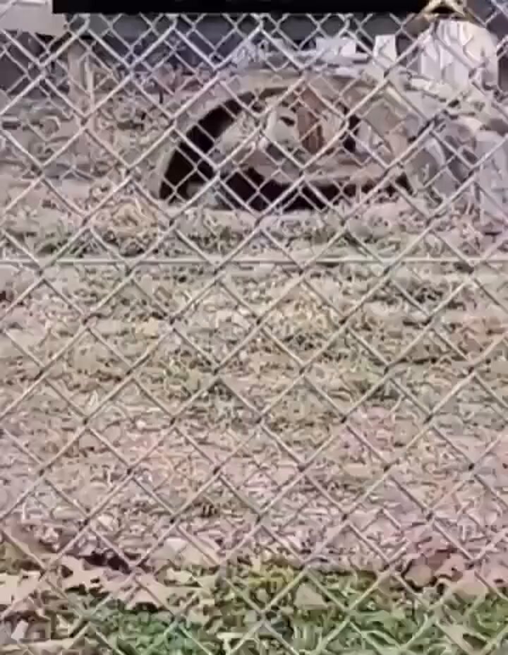 The woman was trying to get a video of the large fluffy cat when a donkey with an awesome smile wanted to be included ☺️