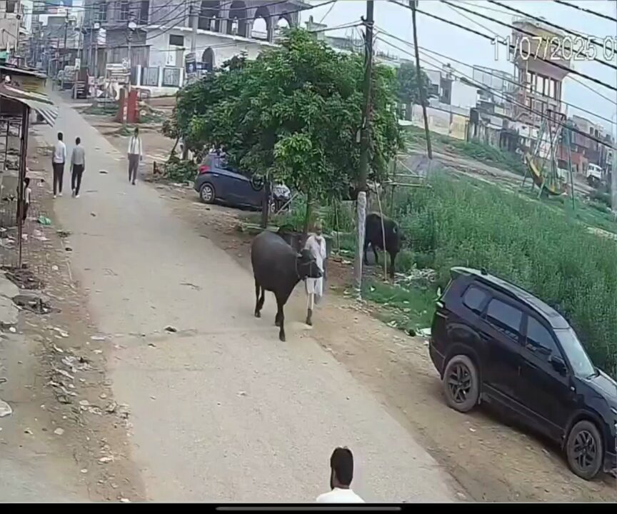 #Ghaziabad के मसूरी इलाके में बिजली के लंबे पर प्लास्टिक से कव किया गया है लेकिन बावजूद उसके भी लंबी के पास से निकल रही भैंस को करंट ने अपनी चपेट में ले लिया जिससे उसकी मौके पर मौत हो गई। ये खंभा किसी की जान ले सकता है। UPPCL