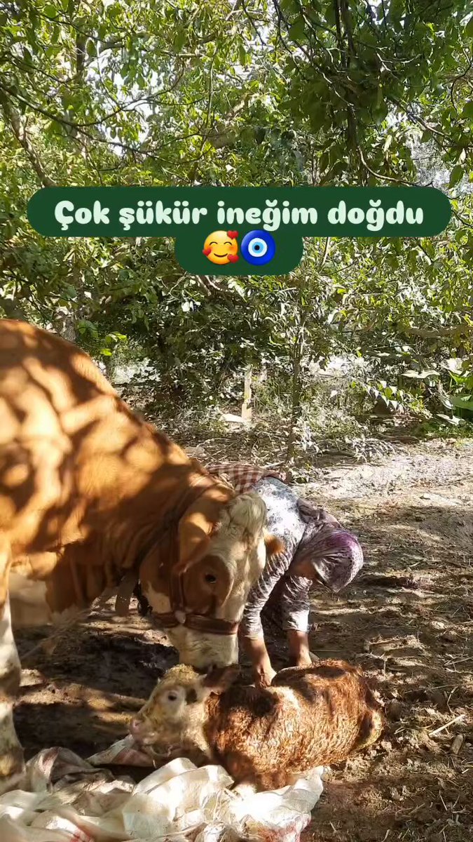 İneği doğum yaptığı için aşırı mutlu olan kadın: "Kızım oldu."
