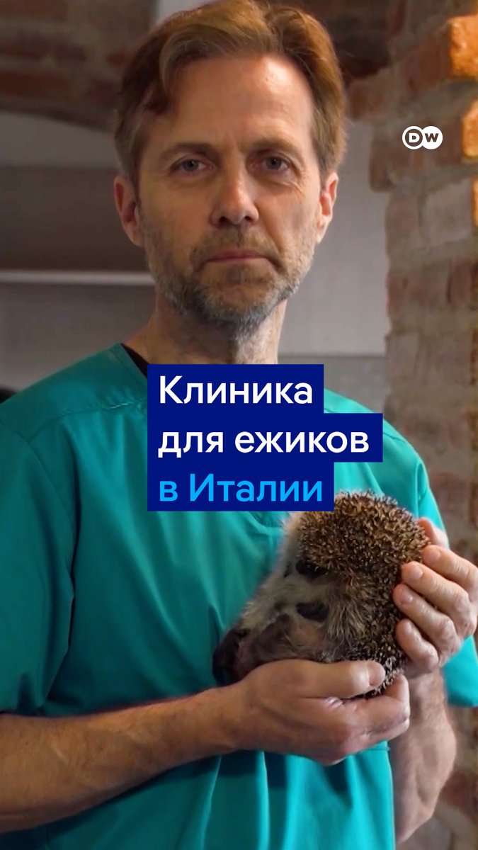 В Италии есть специальная клиника для ежиков. Ее открыл ветеринар Массимо Ваккетта, который переоборудовал для этого старый дом. Одновременно здесь лечат до 200 пациентов. Видео #dwstories
