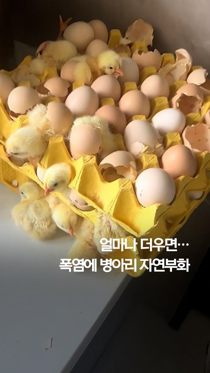 얼마나 더우면…폭염에 병아리 자연부화 #shorts