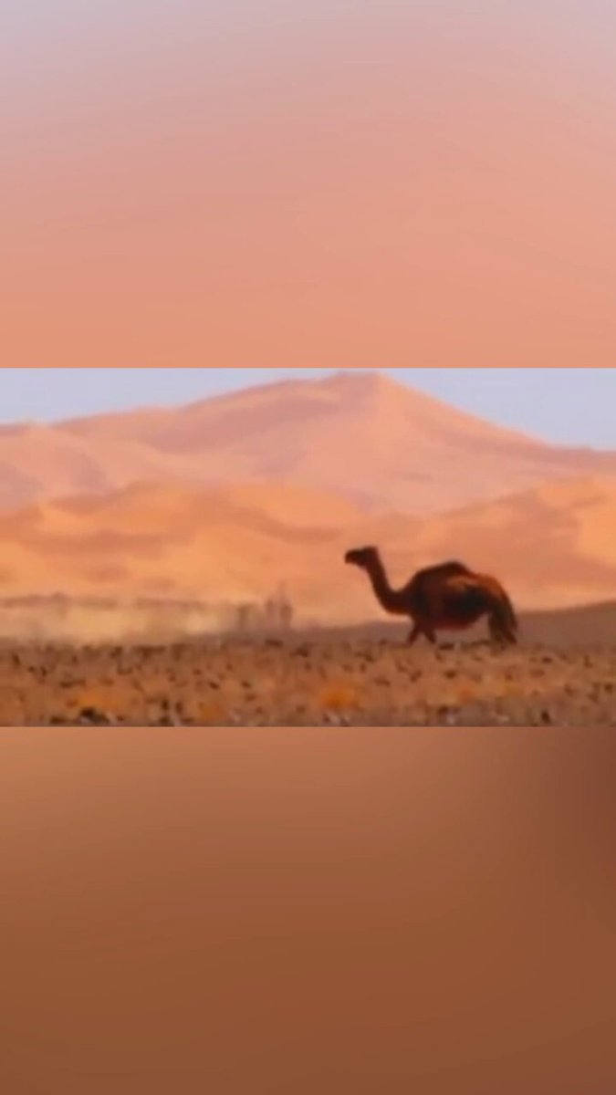 🇫🇷 Parfois j’avoue que l’humour des Guignols me manque un peu… Pas vous ? 😎 #maghreb