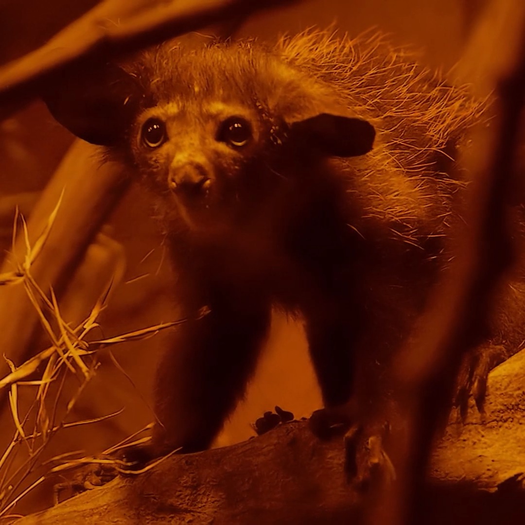 We are thrilled to announce that the World of Darkness exhibit is now open! In this exhibit you can see 25 fascinating nocturnal species & 20 different habitats representing tropical forests, wetlands, deserts, caves, & subterranean environments: