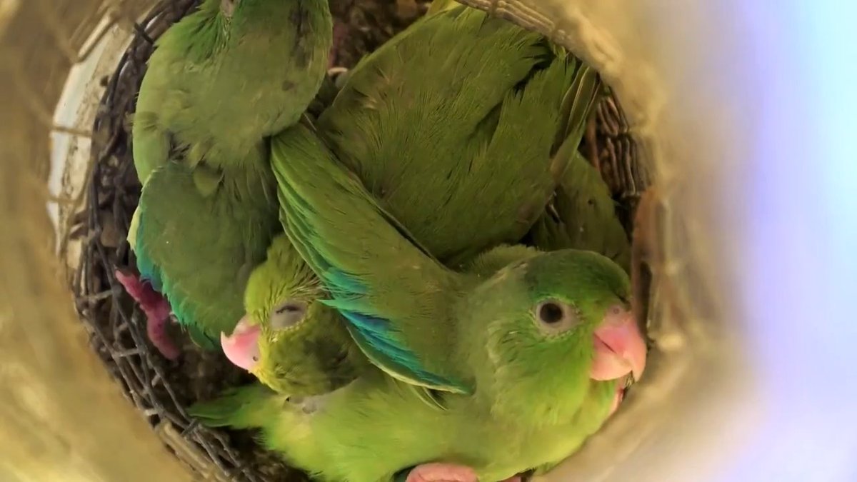 Babies don’t babble to sound cute—they’re taking their first steps on the path to learning language. A 2022 study shows parrot chicks do the same. #ScienceMagArchives