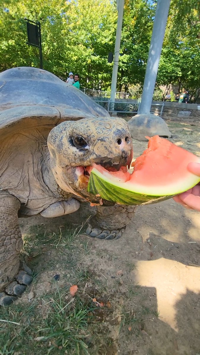 Mommy the Galapagos tortoise can't resist peak watermelon season— the *cronch* calls to her 🍉🐢