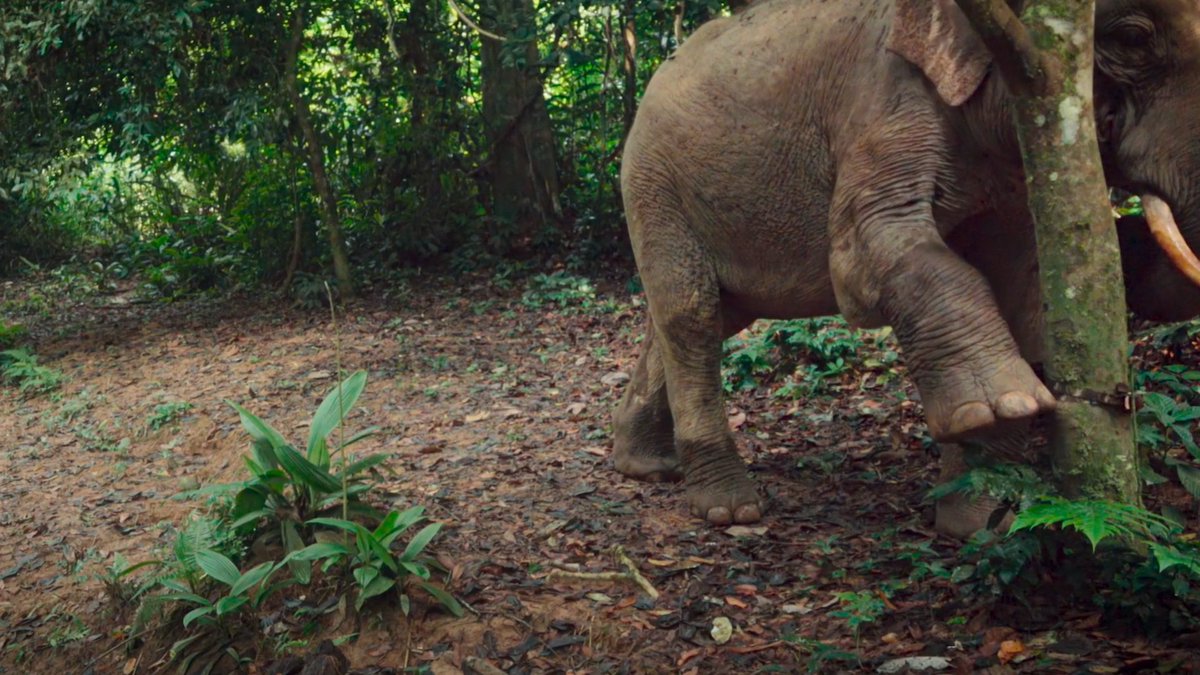 Caught on camera: towering creatures and wild legends of the jungle. #TheWildOnes — Now Streaming