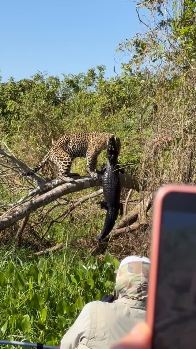 It jumped into the water and came out holding a crocodile in its mouth.