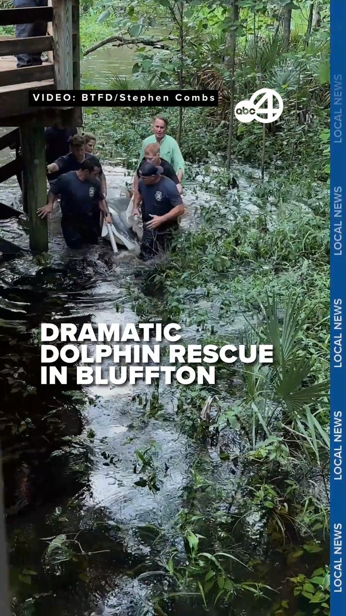 One special dolphin named Lucky is very lucky indeed and is swimming free after getting stranded in a shallow tidal lagoon inside the Hampton Lake community. Read more: