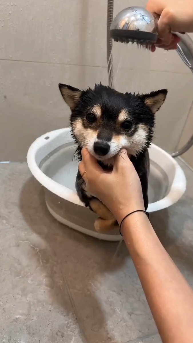 Time to take a bath 🫧🐕💜