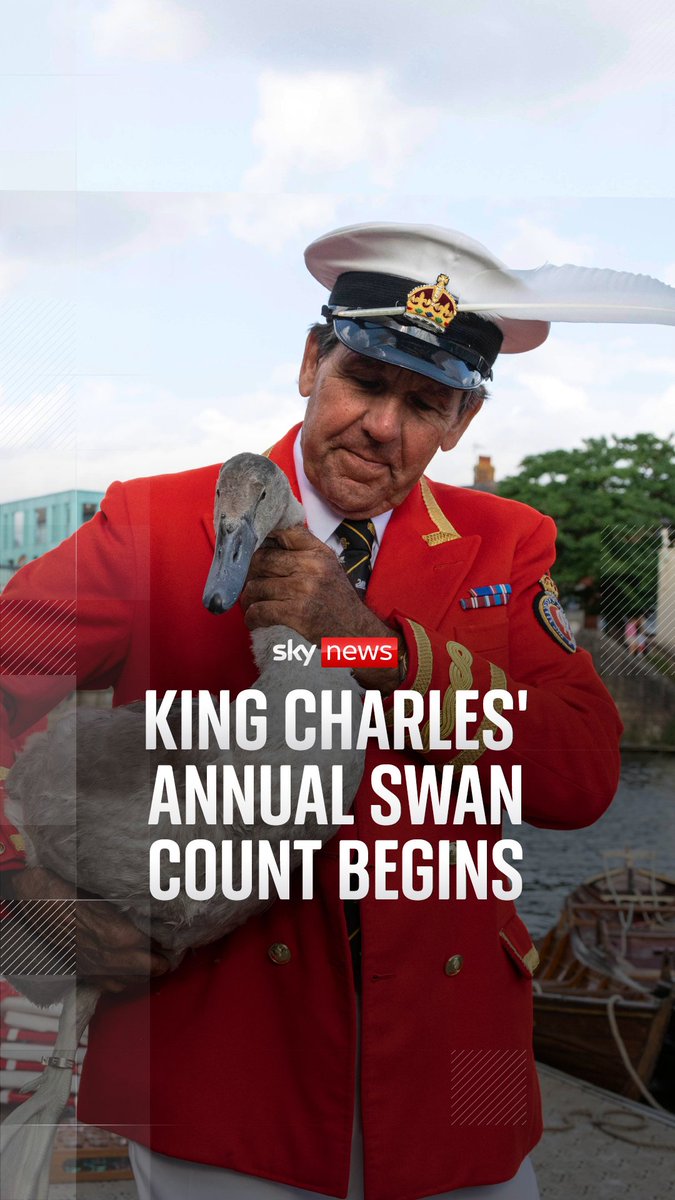 The annual count of swans belonging to King Charles starts today: an ancient tradition dating back to the 12th century 🦢 Find out more ⬇️