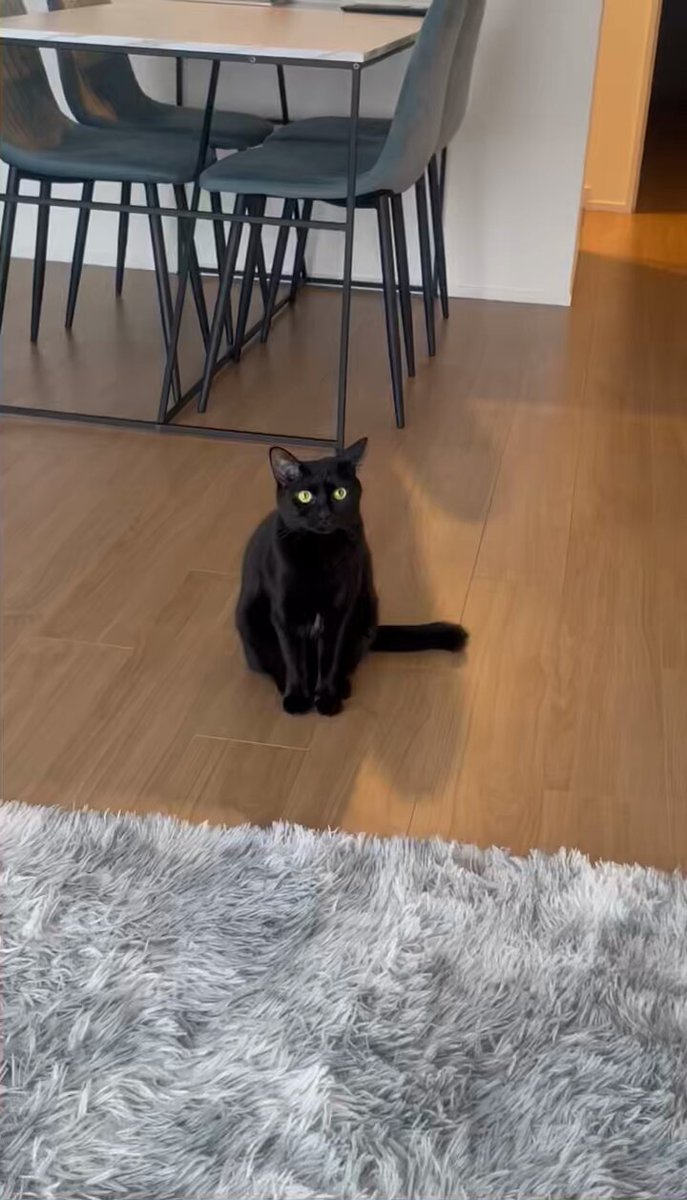高貴な黒猫のエリートのびのび