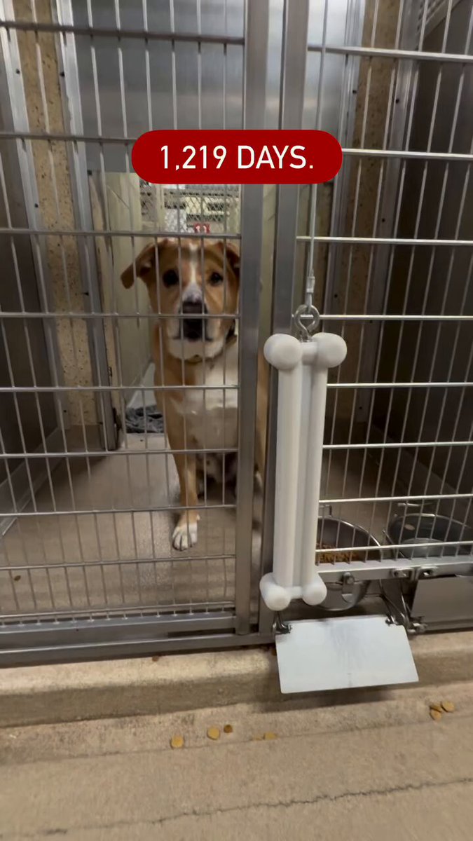 *RESCUE ONLY* Dexter has now been at the shelter 1,219 days 💔 Bio: Town of Hempstead Animal Shelter, Wantagh, New York (Long Island.) Email: Rescue@hempsteadny.gov #Dogs #NewYork #LongIsland #AdoptDontShop
