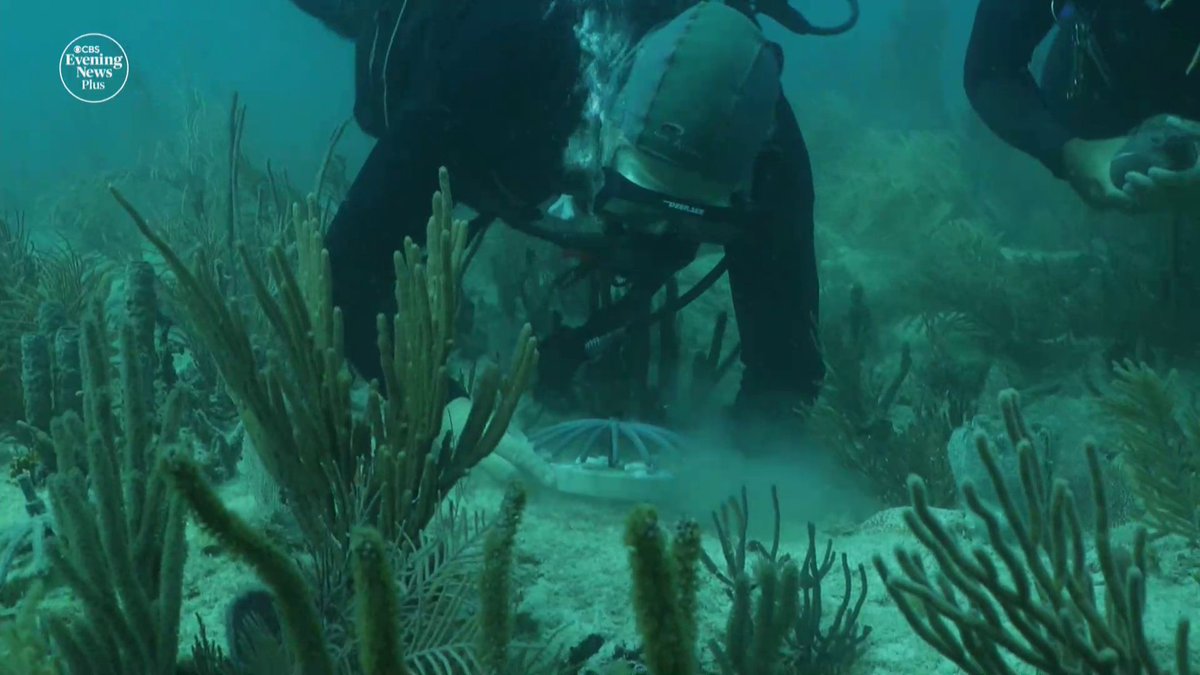 The Elkhorn coral helps form the skeleton of a healthy reef, but more than 95% of the coral off Florida has been wiped out. Scientists have created the "Flonduran" crossbreed to solve the problem.