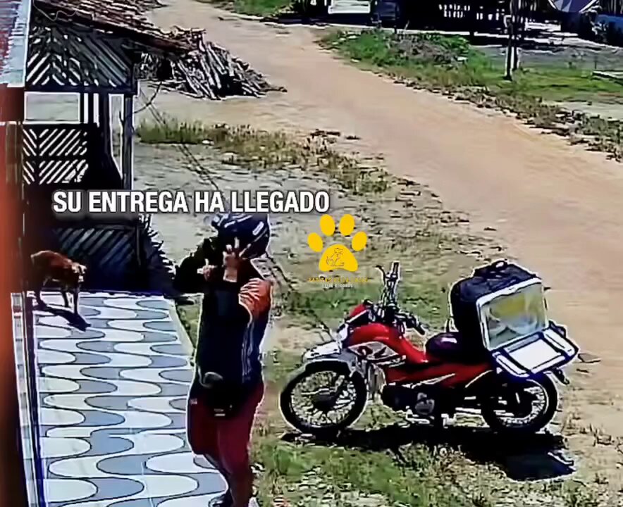 Excelente servicio, dijo el Firu. Cinco huellitas 🐾🐾🐾🐾🐾
