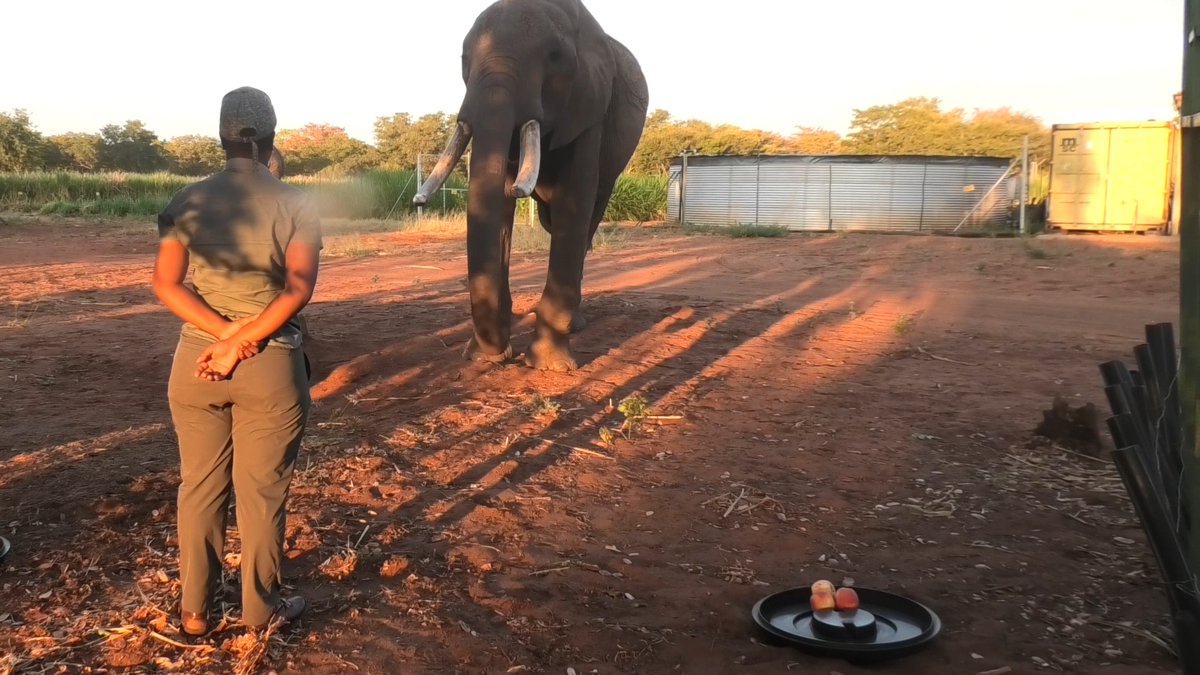 Elephants gesture to signal what they want—just like us. Learn more: News from Science