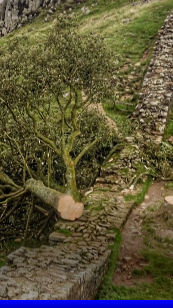 🌳 Quatre ans de prison pour les deux hommes ayant détruit l'arbre le plus célèbre du Royaume-Uni