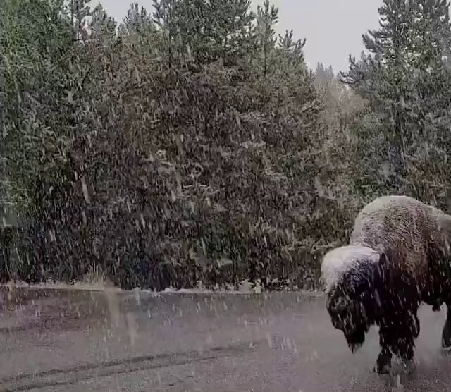 The Boss 🦬! A hiker spotted this Bison taking a meaningful stroll down a wintry road in Yellowstone National Park in Wyoming and called the encounter 'one of the best moments of his life.' I can ABSOLUTELY understand that. #NaturePhotography #WildlifePhotography 🎦 Credit: Joseph Williams.