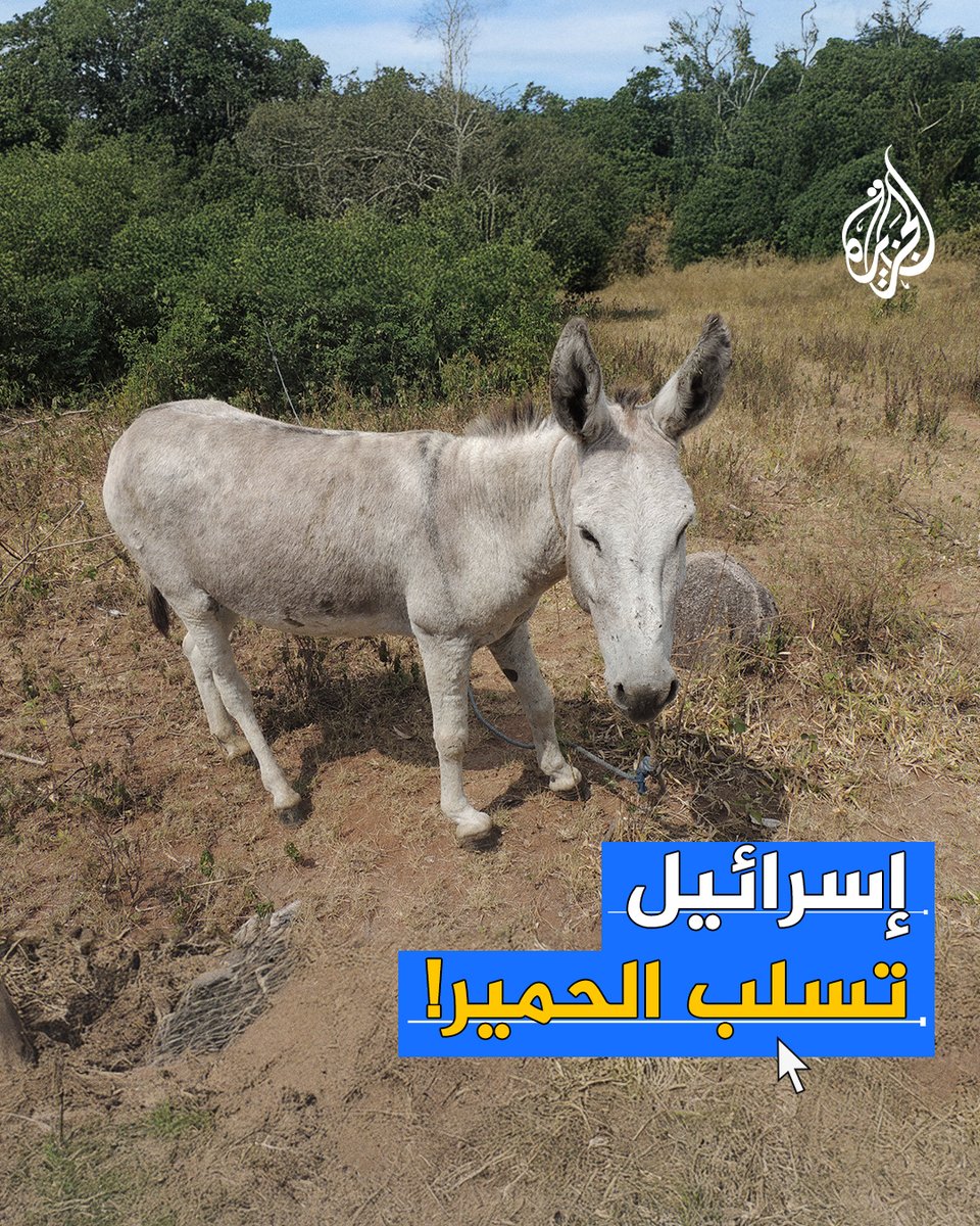 "لصوص الحمير".. الجيش الإسرائيلي يجمع مئات الحمير من #غزة وينقلها إلى مزرعة جنوب تل أبيب بذريعة الرفق بالحيوان