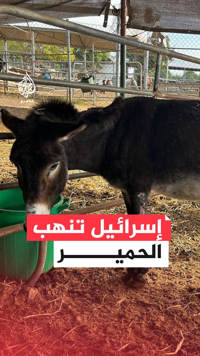 الجيش الإسرائيلي يجمع مئات الحمير من غزة وينقلها إلى مزرعة جنوب تل أبيب بذريعة الرفق بالحيوان
