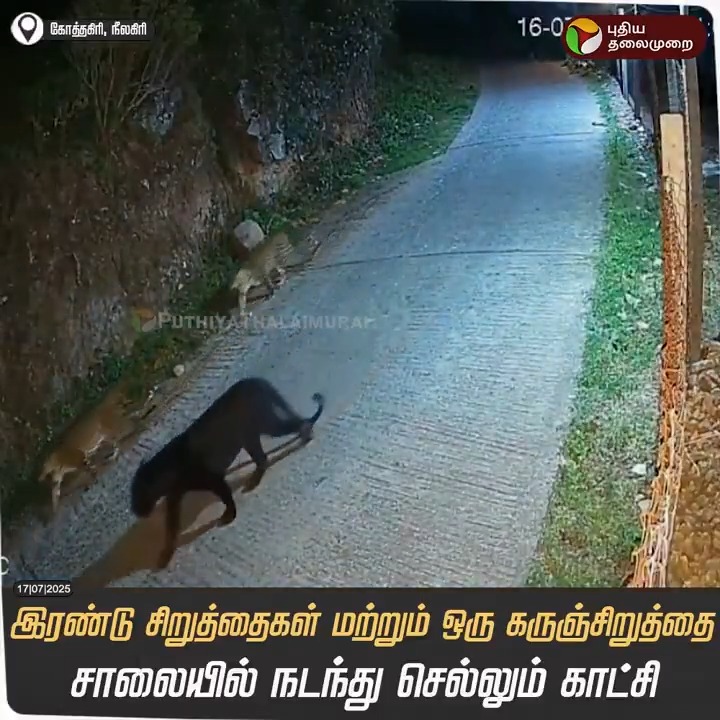இரண்டு சிறுத்தைகள் மற்றும் ஒரு கருஞ்சிறுத்தை சாலையில் நடந்து செல்லும் காட்சி! #Kotagiri | #Leopard | #CCTV
