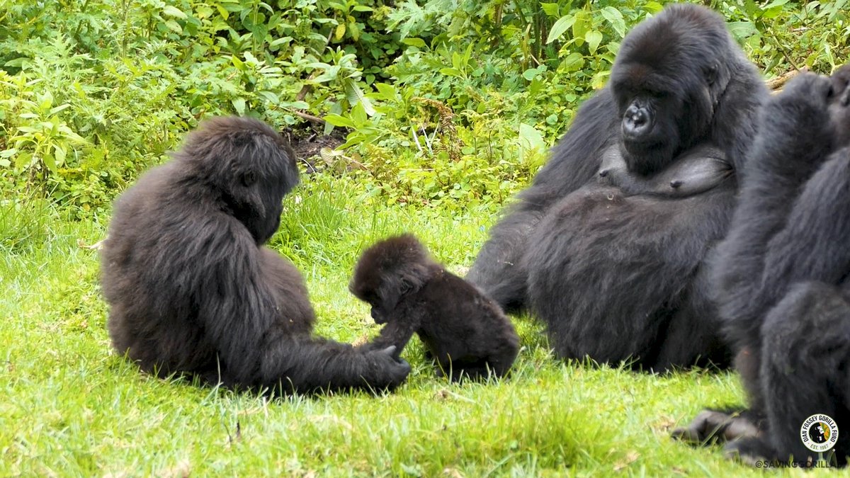 He's the center of attention. 😍 😌 This little infant is enjoying play and rest time with his mother, Agaseke, and juvenile female, Nshunguye. The three appear to be having a great time together. 💛 📸 Alliance Umwizerwa