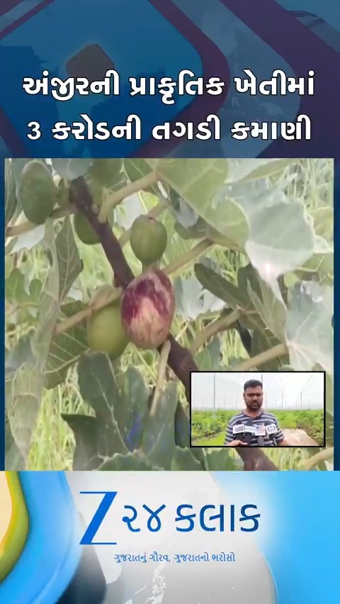 40 વીઘામાં અંજીરની ખેતી કરી વર્ષે 3 કરોડની કમાણી, સુરેન્દ્રનગરના કટુડા ગામના 2 ખેડૂતે પ્રાકૃતિક ખેતીમાં નવી રાહ ચીંધી #surendranagar #farmer #greenanjeer #gujarat