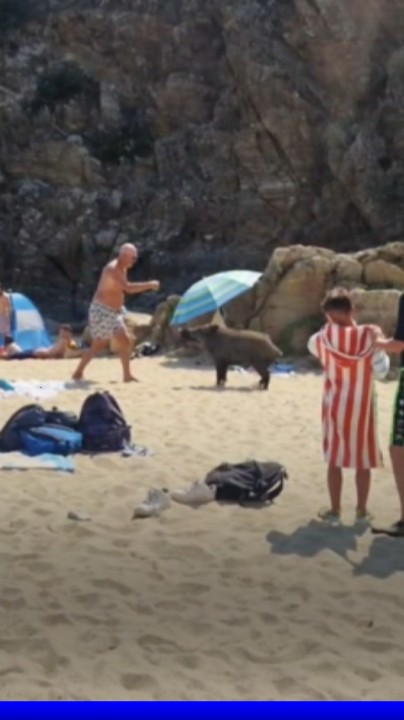 À Cavalaire-sur-Mer, ces plagistes tombent nez à nez avec un sanglier en liberté