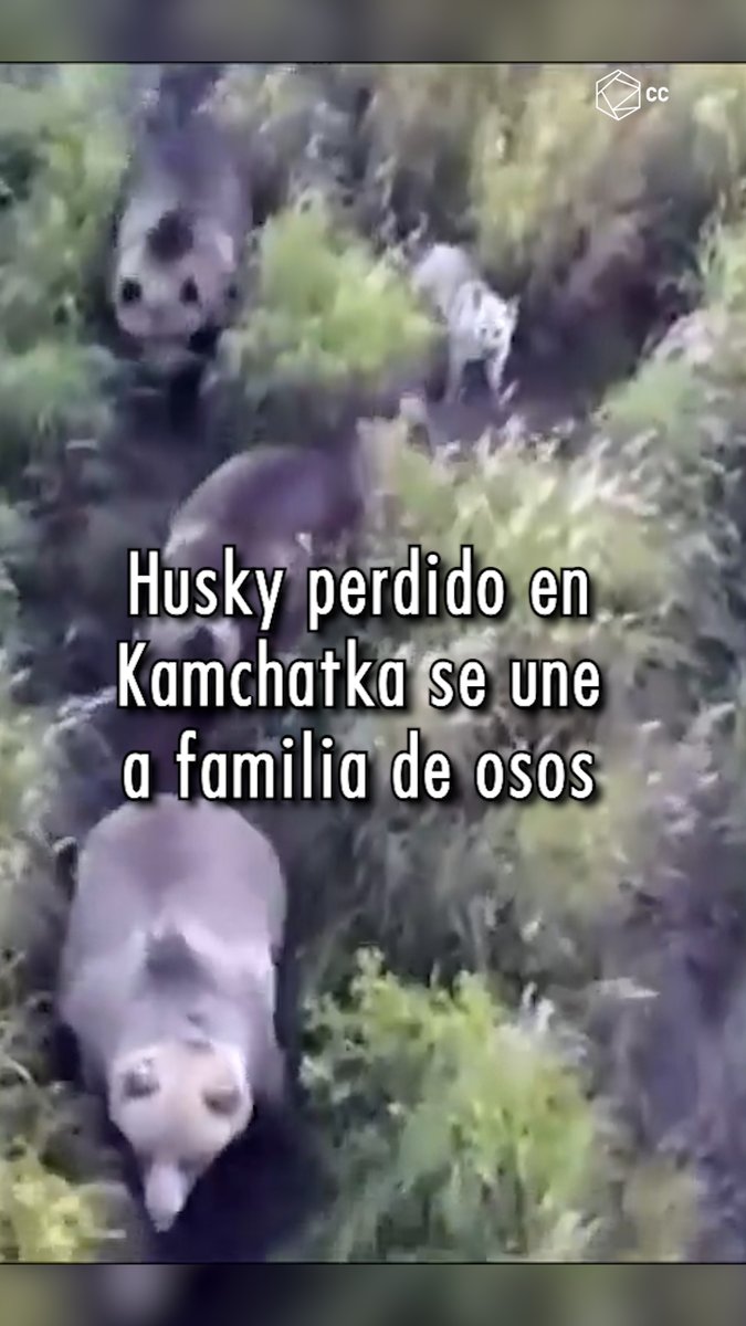 Hasta el animal más salvaje sabe que la vida es mejor con amigos...