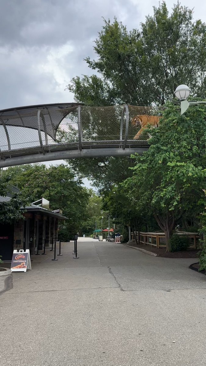 The breathtaking views Big Cat Crossing never get old🐾 🐅 Our Zoo360 exploration trails allow animals like our Amur tigers to travel and investigate sights, sounds and smells from around the Zoo!