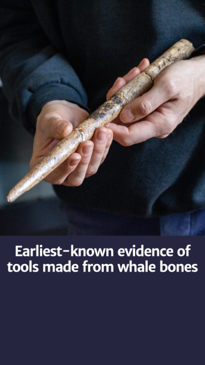 Ancient humans living in coastal areas are likely to have used whales as a resource. But, prehistoric coastal archaeological sites are fragile and subject to rising sea levels, making reconstructing past interactions between humans &amp; marine mammals a challenge. Nature Portfolio