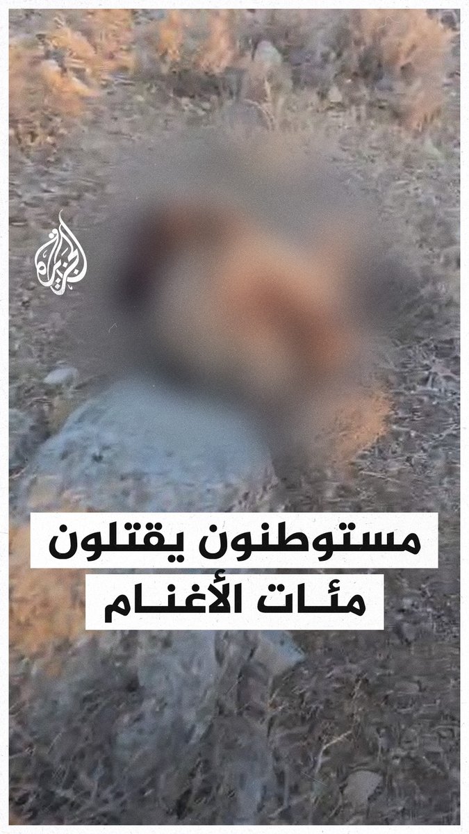 مستوطنون يقتلون مئات الأغنام بهجوم على منطقة الأغوار في الضفة الغربية #حرب_غزة