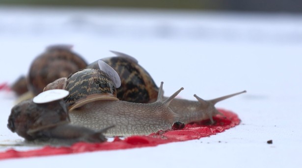 VIDEO: 🇬🇧 🐌 'Ready... Steady... Slow!' UK village hosts World Snail Racing Championships Congham in Norfolk hosted the 2025 edition of the championships during which dozens of entrants were seen off by a rented snail called Bilbo Sluggins 📹 Justine Gerardy