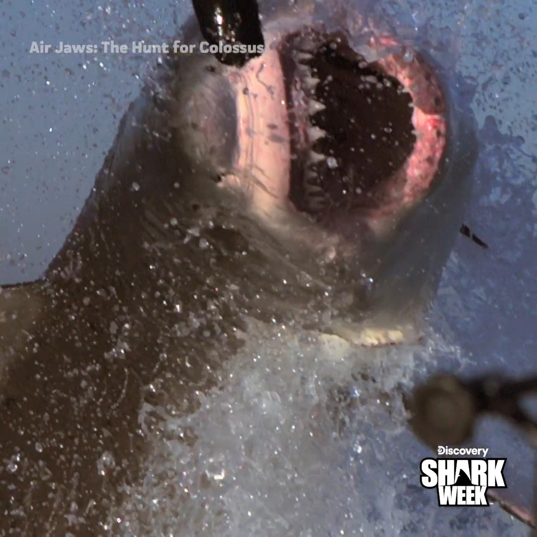 Embark on the search for the apex of all apex predators. Catch Air Jaws: The Hunt for Colossus during #SharkWeek, TONIGHT at 9p on Discovery.