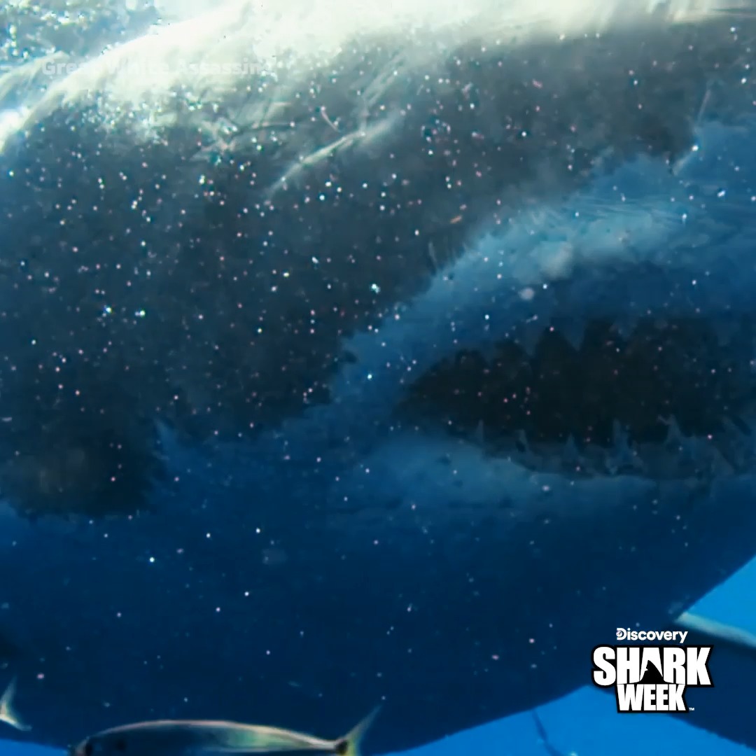 How does a solitary orca ambush a great white shark? 🤯 That's the mystery Dr. Alison Towner and Dickie Chivell are trying to uncover on Great White Assassins, TONIGHT at 10p, during #SharkWeek on Discovery.