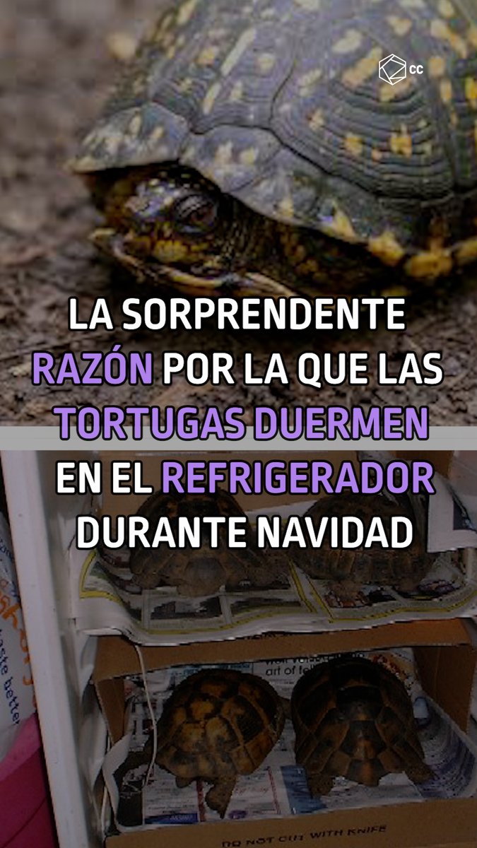 Si tu mascota es una tortuga, seguramente también prácticas la "hibernación en nevera".🐢❄️