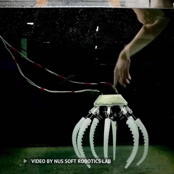 Researchers at the National University of Singapore have created a new underwater robot inspired by one of the ocean’s most intelligent creatures—the octopus. Designed for both practical underwater tasks and biomechanical research, the robot mimics the octopus’s unique swimming and movement abilities. “Our research journey began long ago with studying diverse principles for reaching and grasping, locomotion, and swimming,” said Prof. Cecilia Laschi, who led the study. Unlike many marine animals, octopuses are exceptionally agile—they can swim swiftly and interact with objects around them. The goal of the study was to develop a robotic system that closely replicates these advanced underwater capabilities. Credit: NUS Soft Robotics Lab #engineering #technology #robots #robotics #softrobotics -------------------------------- Stay ahead of the curve! Follow us now on our WhatsApp ( and Telegram ( channels and stay updated about the cutting edge.