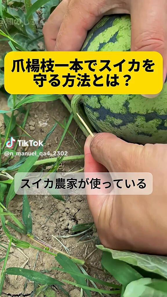 🍀😀😀😀🍀 #美味しいスイカ ✽+†+✽✽+†+✽