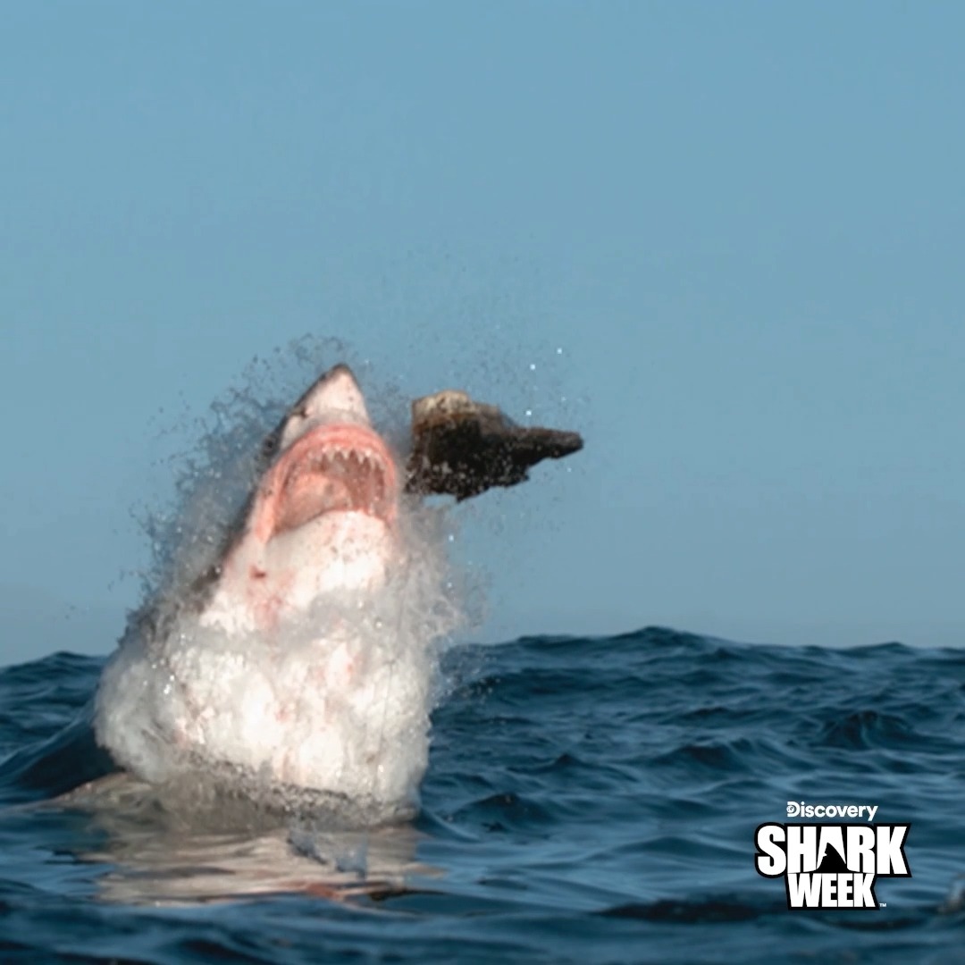 How does one of the ocean's most notorious predators become the prey? 🤔 Find out on Great White Assassins, right NOW, during #SharkWeek on Discovery.
