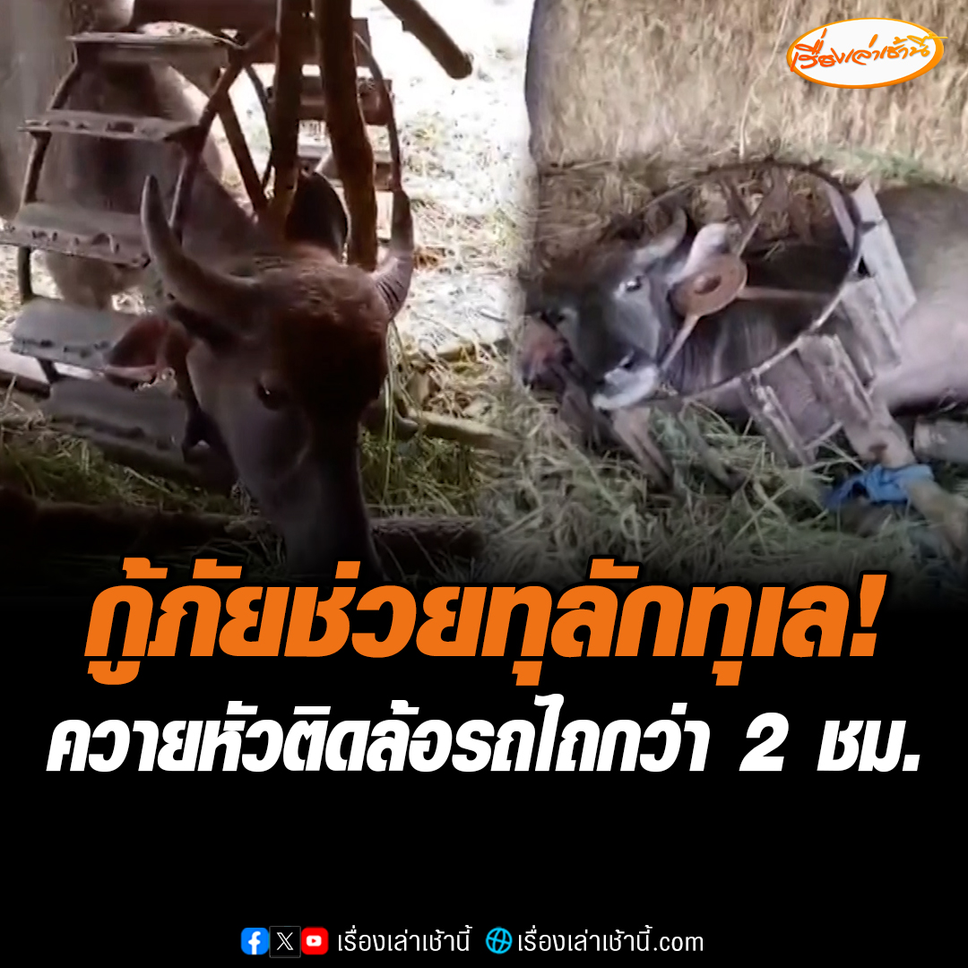 สุดทุลักทุเล! กู้ภัยช่วยควายหัวติดล้อรถไถ นานกว่า 2 ชั่วโมง สภาพอิดโรย ต้องใช้เครื่องตัดถ่างนำออกมาได้สำเร็จ เจ้าของเชื่อควายมุดหัวเข้าไปกินหญ้า แต่เอาออกไม่ได้เพราะติดเขา #เรื่องเล่าเช้านี้ #ข่าวช่อง3 #ข่าวภูมิภาค #บุรีรัมย์
