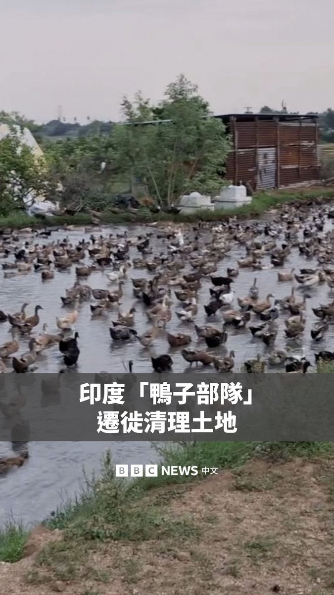 你听过“放鸭人”吗？🦆 在印度南部，每年稻米被收割后，农民们就会赶着成千上万只鸭子在几百公里的范围内迁徙，让它们吃掉田里剩余的稻谷、昆虫和杂草，鸭粪也可以成为肥料。