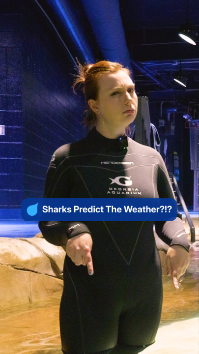 Sharks vs. Meteorologists: How Sharks Detect Storms Using Pressure Sensing — Shark Weather Forecast Science Thank you, Georgia Aquarium