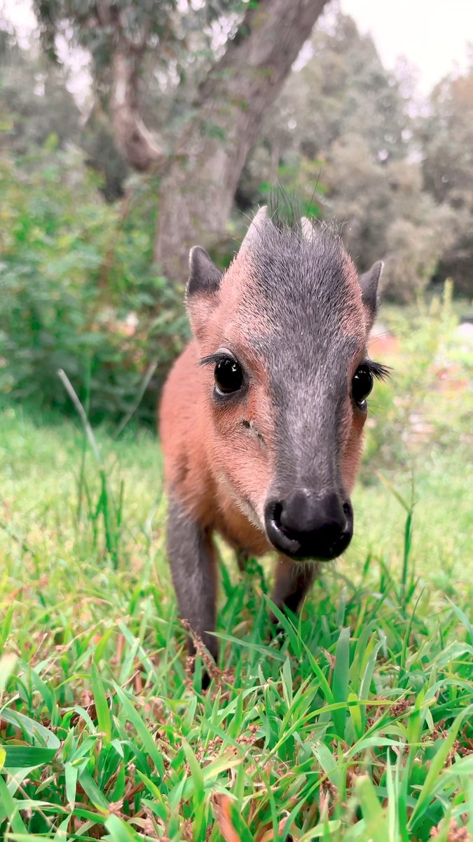 Say hello to some a-doe-able teeny hoofed friends 🤎