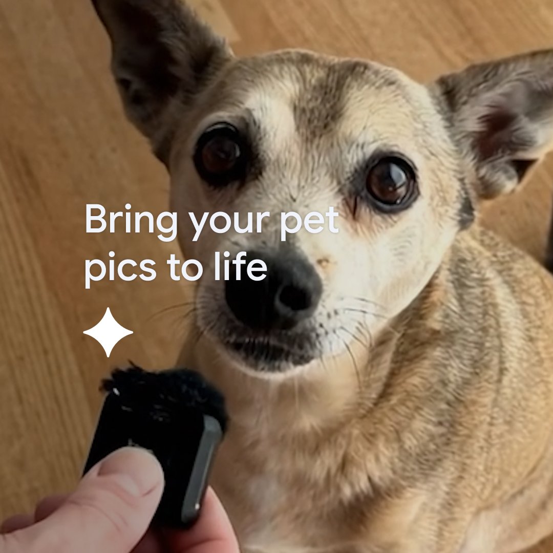 If a picture of your pet says 1,000 words, imagine turning it into a video.