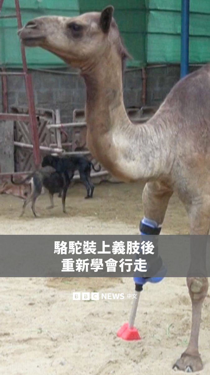 在巴基斯坦,一只骆驼在动物收容所装上义肢后重获新生、重新学会行走。根据兽医巴巴尔·侯赛因表示,这只名为“卡米”(Cammie)的骆驼,是该国首只接受义肢的大型动物。据信,卡米是在为了觅食而误闯一位地主的土地后,被对方砍断了腿。