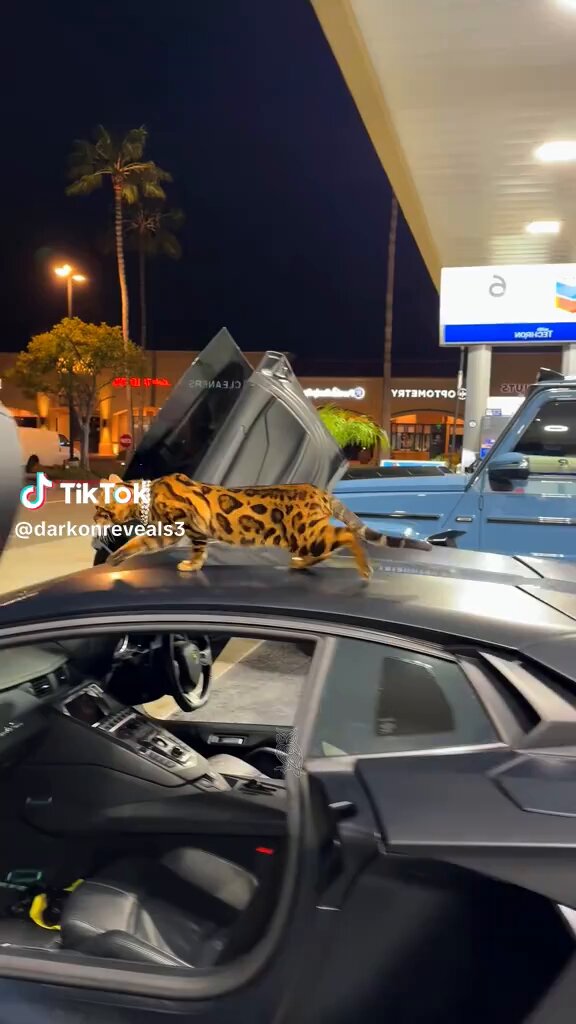 Just WoW 🤩 The FIVE most expensive 💰 CATS in the world! 🐈‍⬛ 1. The Sphinx 2. The Peterbald 3. The Bengal 4. The Savannah 5. The Ashera The Bengal, the Savannah and the Ashera are gorgeous. 😍 Ranging from a few thousand dollars to over a hundred thousand dollars. Amazing! 😻