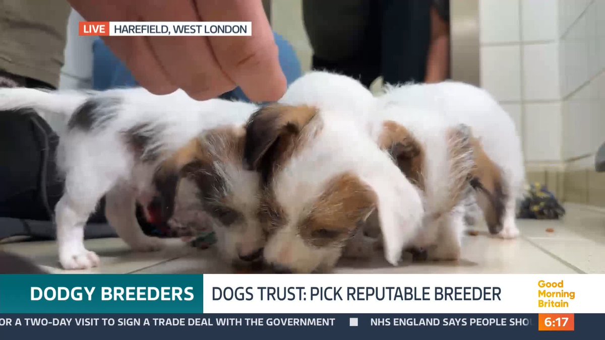Ellie Simmonds has joined forces with the Dogs Trust to warn dog owners to make sure they come from a reputable breeder. The warning comes after five young Jack Russell Terrier puppies were seized by police from a car boot sale. @nickdixonitv reports.
