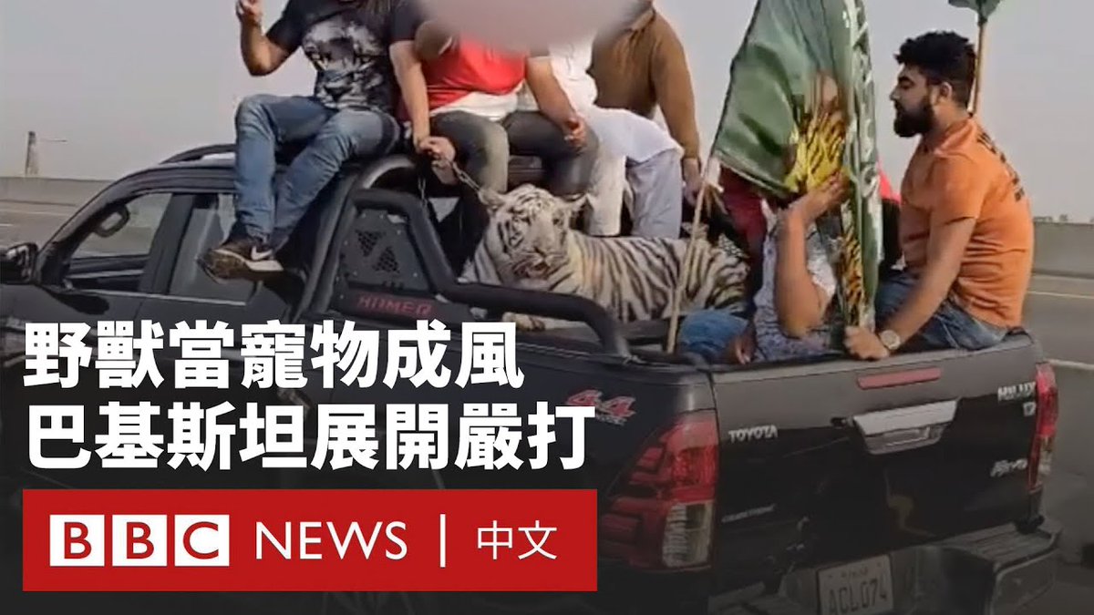 巴基斯坦旁遮普省对将狮子等大型猫科动物当作宠物饲养的行为展开打击行动。目前,已有26只动物被救出,8人被逮捕。 此次行动的起因是一只狮子在拉合尔市逃脱,袭击了一名女子和两名儿童,引发公众愤怒。 在旁遮普,大型猫科动物非常受欢迎,一些人无视法律,还将牠们带到集会等公共场所。