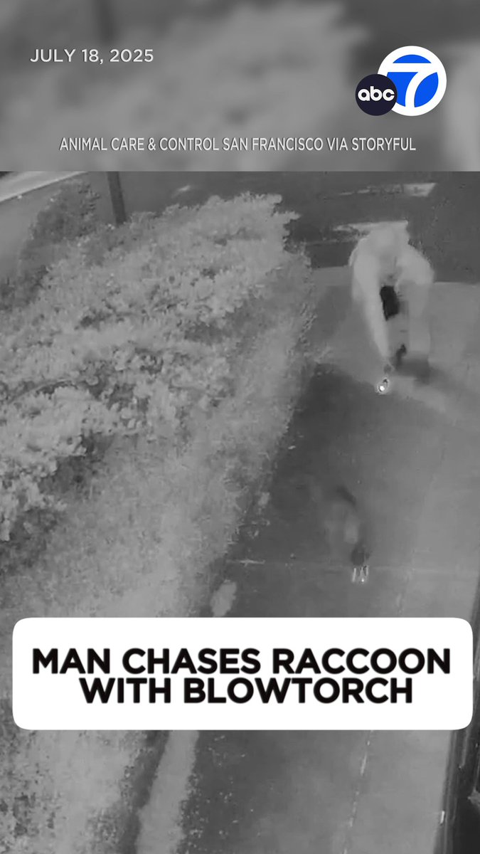 A man wielding a blowtorch was caught on video chasing a helpless raccoon in a San Francisco neighborhood. 💔 San Francisco Animal Care and Control officers are now asking the public to help them track down the man accused of abusing the critter.
