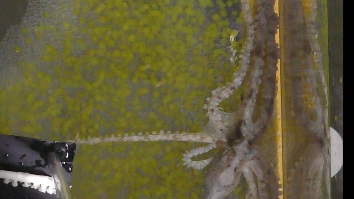 Octopuses fall for the “rubber arm” illusion, just like us. Learn more: News from Science